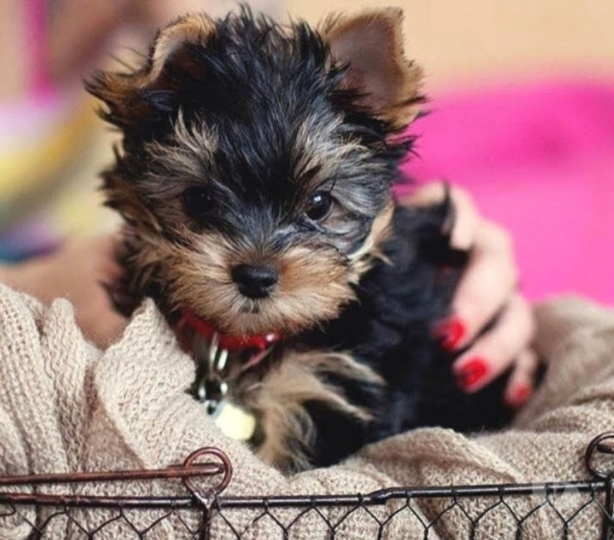 Animais Estimação à Venda Sao Paulo SP Freguesia do Ó - Fotos para Yorkshire Terrier Belissima Raça Super Saudavel
