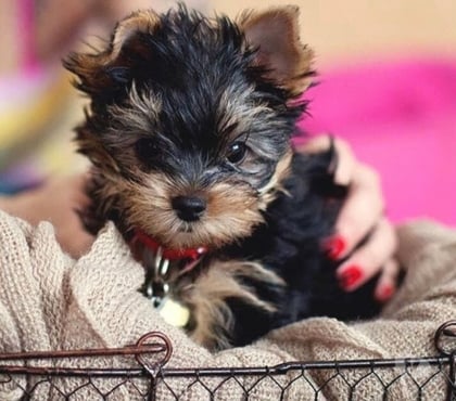 Animais Estimação à Venda Freguesia do Ó Sao Paulo SP - Fotos para Yorkshire Terrier Belissima Raça Super Saudavel