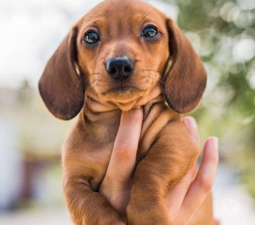 Animais Estimação à Venda Sao Paulo SP Ipiranga - Fotos para Dachshund Filhotes de Pelagem Curta
