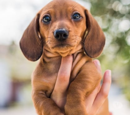 Animais Estimação à Venda Ipiranga Sao Paulo SP - Fotos para Dachshund Filhotes de Pelagem Curta