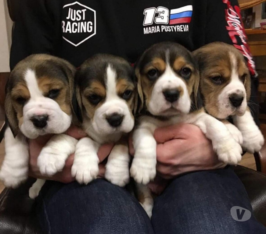 Animais Estimação à Venda Sao Paulo SP Brás - Fotos para Beagle Filhotes 13 Polegadas