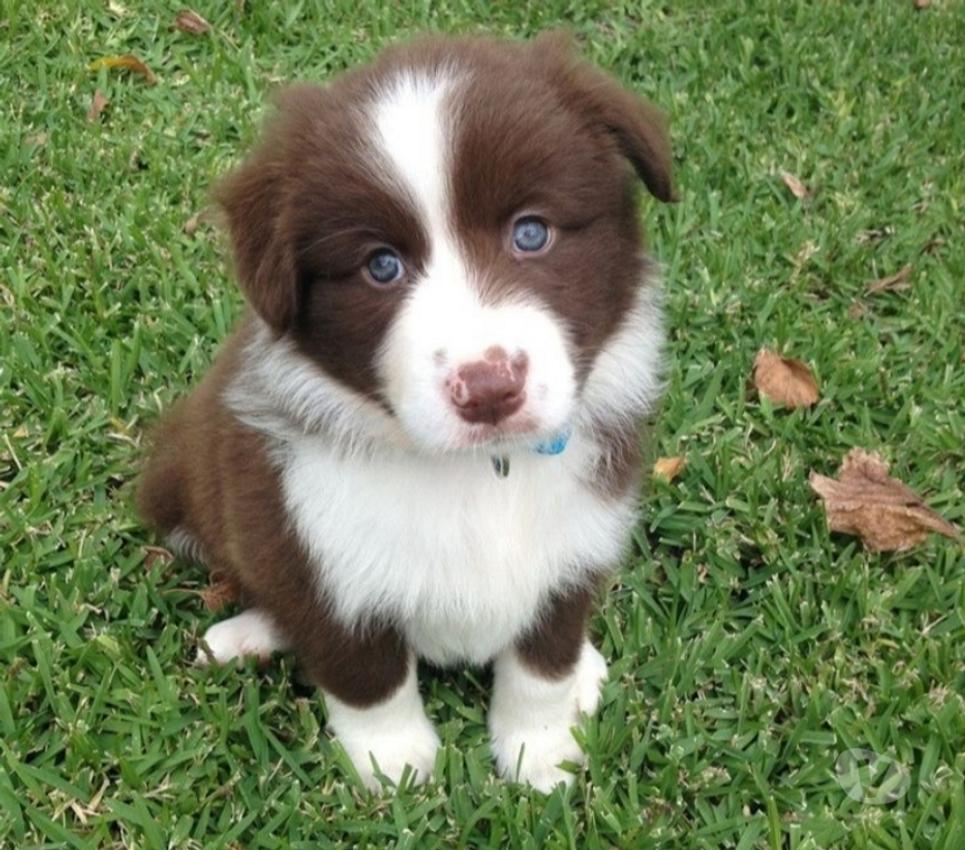 Animais Estimação à Venda Sao Paulo SP Itaquera - Fotos para Border Collie Cães Diversas Cores