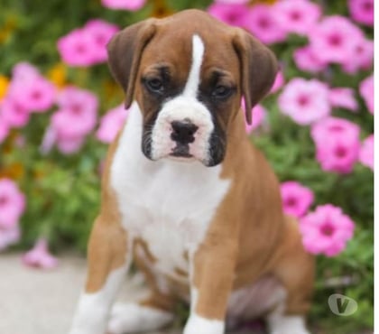 Animais estimação à venda Cachoeirinha, São Paulo Sao Paulo SP - Fotos para Boxer Cães Robustos Filhotes