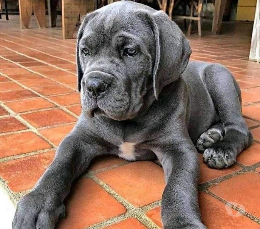 Animais Estimação à Venda Sao Paulo SP Carrão - Fotos para Cane Corso Cães Gigantes Filhotes