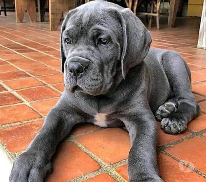 Animais Estimação à Venda Carrão Sao Paulo SP - Fotos para Cane Corso Cães Gigantes Filhotes