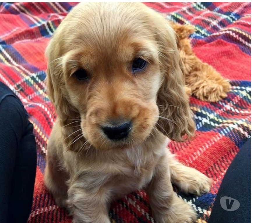 Animais Estimação à Venda Sao Paulo SP Itaim Bibi - Fotos para Filhotes de Cocker Spaniel Inglês Padrão da Raça