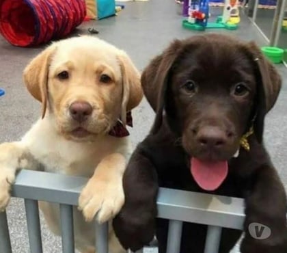 Animais Estimação à Venda Jabaquara Sao Paulo SP - Fotos para Labradores Cães Filhotes Varias Cores