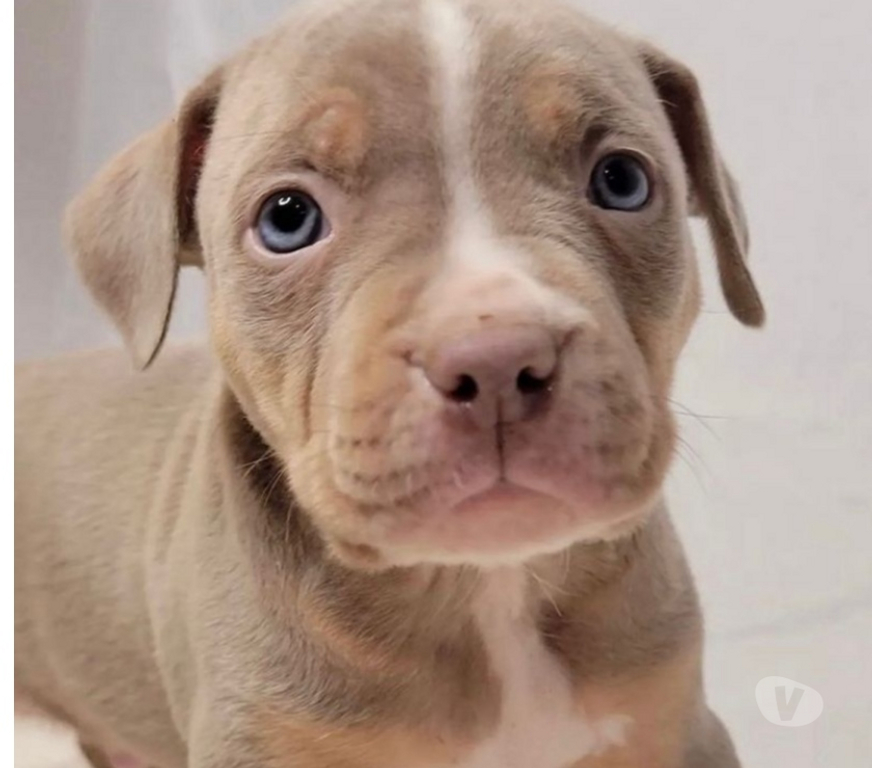 Animais Estimação à Venda Sao Paulo SP M'Boi Mirim - Fotos para Pitbull Filhotes