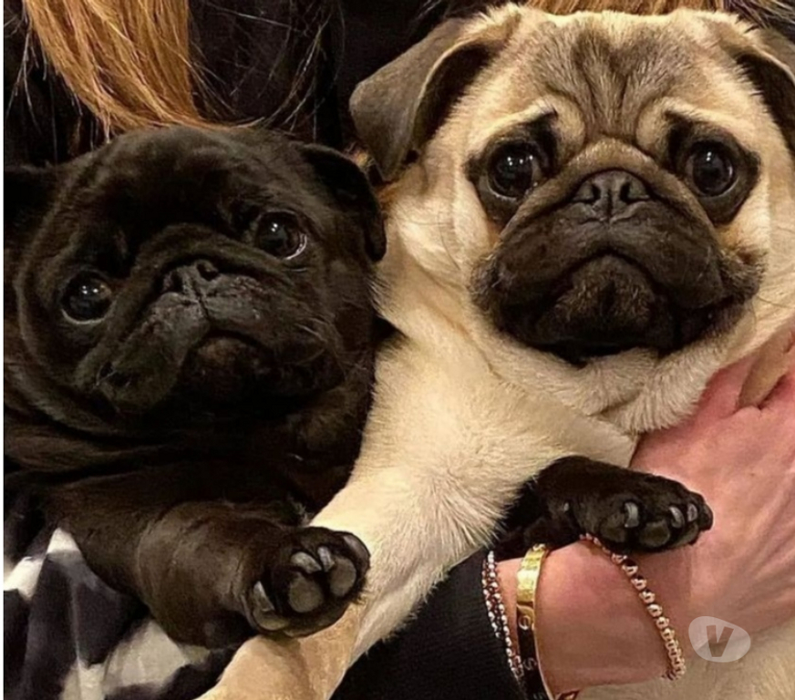 Animais Estimação à Venda Sao Paulo SP Jaçanã - Fotos para Pug Cãezinhos Abricot e na Cor Preta