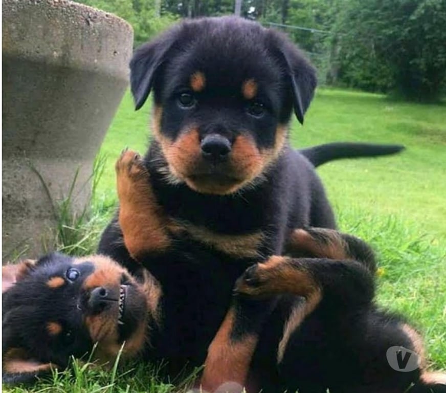 Animais Estimação à Venda Sao Paulo SP Jardim Paulista - Fotos para Rottweiler Cães Gigantes Filhotes