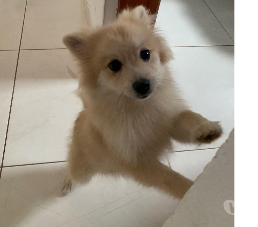 Animais Estimação à Venda Mongagua SP - Fotos para Lulu pomerania cachorra
