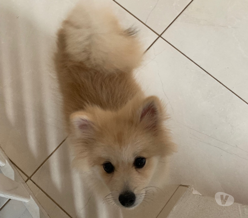 Animais Estimação à Venda Mongagua SP - Fotos para Lulu pomerania cachorra