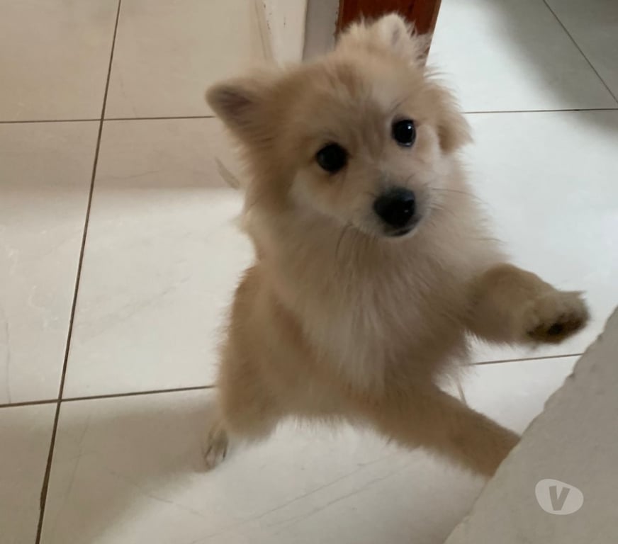 Animais Estimação à Venda Mongagua SP - Fotos para 🐾 Spitz Alemão Fêmea – 4 meses 🐾