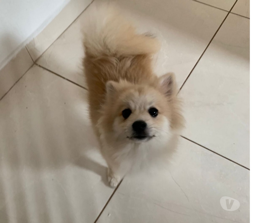 Animais Estimação à Venda Mongagua SP - Fotos para 🐾 Spitz Alemão Fêmea – 4 meses 🐾