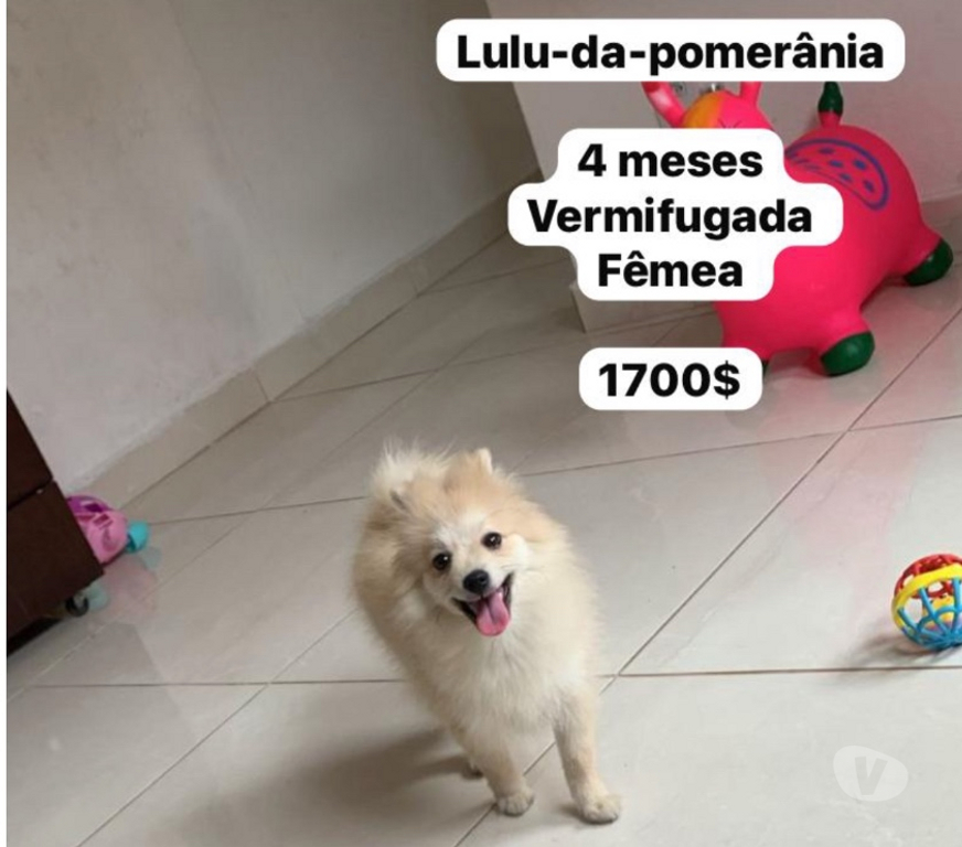 Animais Estimação à Venda Mongagua SP - Fotos para 🐾 Spitz Alemão Fêmea – 4 meses 🐾