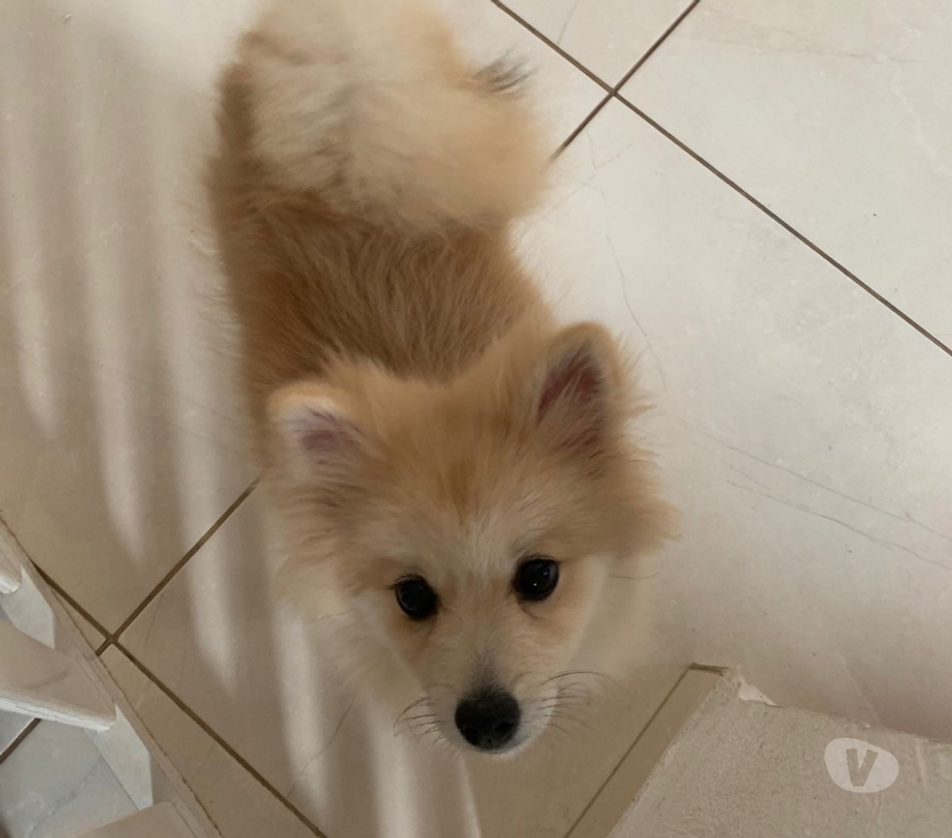 Animais Estimação à Venda Mongagua SP - Fotos para 🐾 Spitz Alemão Fêmea – 4 meses 🐾