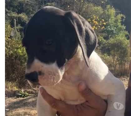 Animais estimação à venda Centro-Sul Belo Horizonte MG - Fotos para Vendo filhotes de dogue alemao