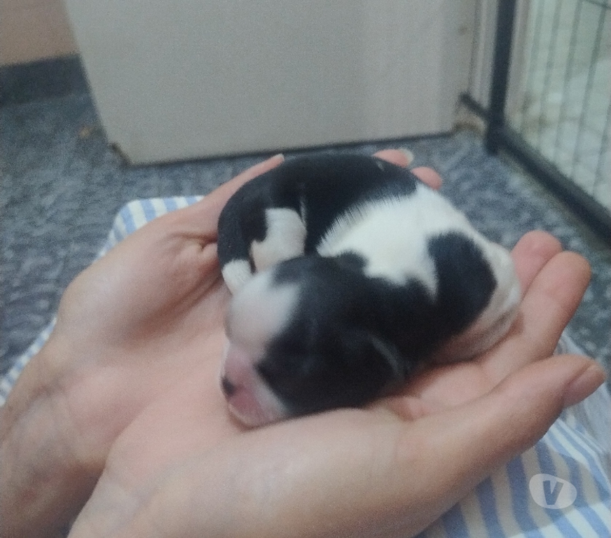 Animais Estimação à Venda Sao Jose dos Campos SP - Fotos para Filhotinhos de shihtzu