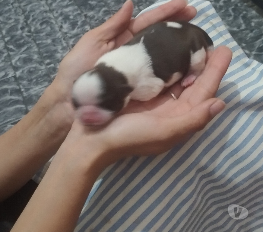 Animais Estimação à Venda Sao Jose dos Campos SP - Fotos para Filhotinhos de shihtzu