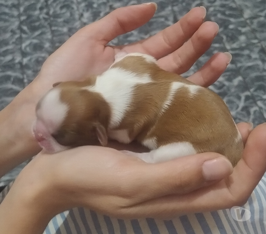Animais Estimação à Venda Sao Jose dos Campos SP - Fotos para Filhotinhos de shihtzu
