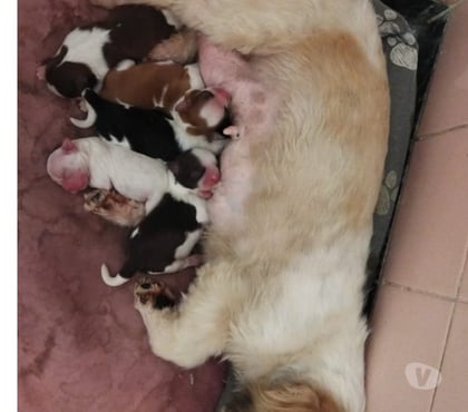 Animais Estimação à Venda - Fotos para Filhotinhos de shihtzu