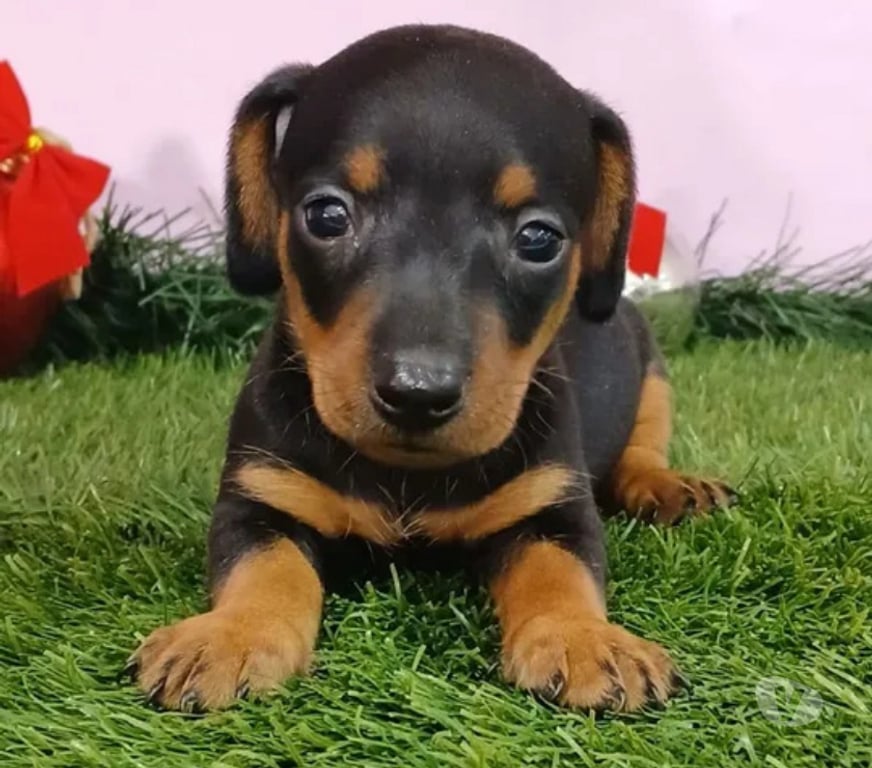 Animais Estimação à Venda Itaperuna RJ - Fotos para filhotes teckel dacshund basset salsicha legítimos