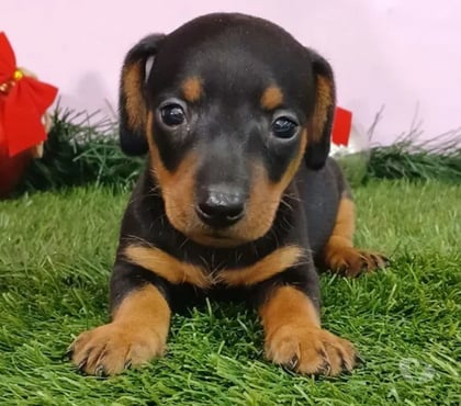 Animais Estimação à Venda - Fotos para filhotes teckel dacshund basset salsicha legítimos