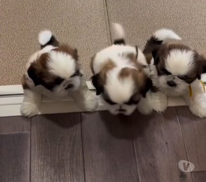 Animais Estimação à Venda Centro-Sul Belo Horizonte MG - Fotos para Filhotes de mini shih tzu tricolores