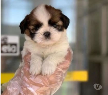 Animais Estimação à Venda Pampulha Belo Horizonte MG - Fotos para Filhotes lhasa apso mini tricolores legítimos