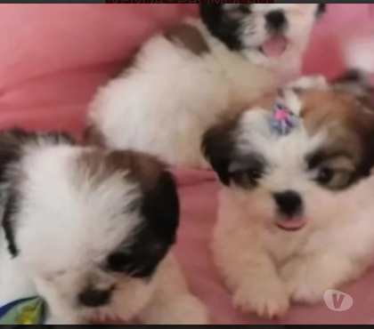 Animais Estimação à Venda Centro-Sul Belo Horizonte MG - Fotos para Filhotes de mini lhasa apso legítimos em promoção