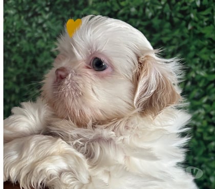 Animais estimação à venda - Fotos para Shih-tzu raro branco olhos claros
