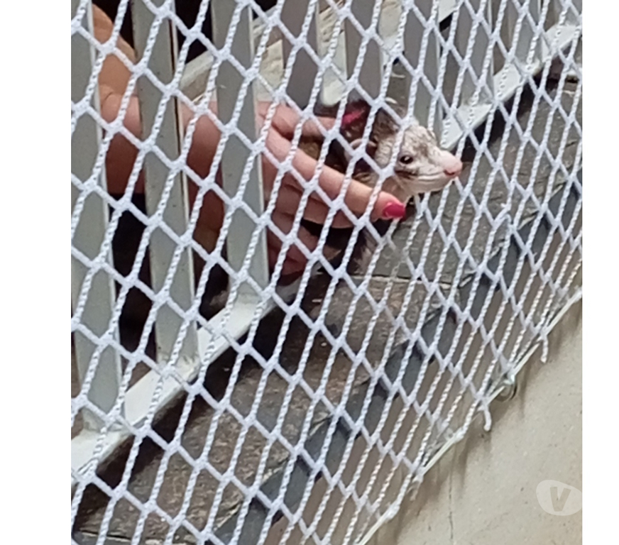 Reparo - Conserto - Reforma Sao Paulo SP Outros Bairros Sao Paulo SP - Fotos para Rede de Proteção