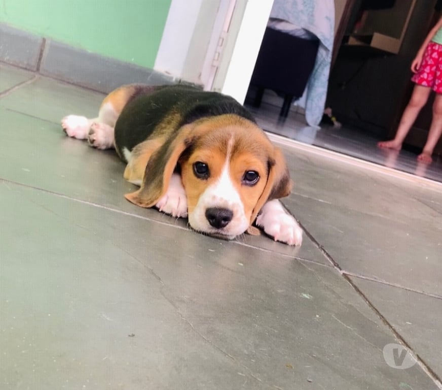 Animais Estimação à Venda Sao Paulo SP Jaraguá - Fotos para Beagle macho 3 meses
