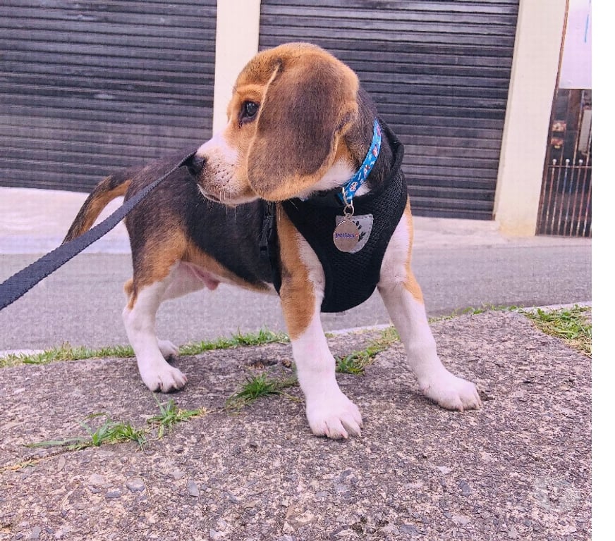 Animais Estimação à Venda Sao Paulo SP Jaraguá - Fotos para Beagle macho 3 meses