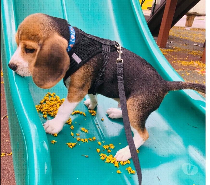 Animais Estimação à Venda Sao Paulo SP Jaraguá - Fotos para Beagle macho 3 meses