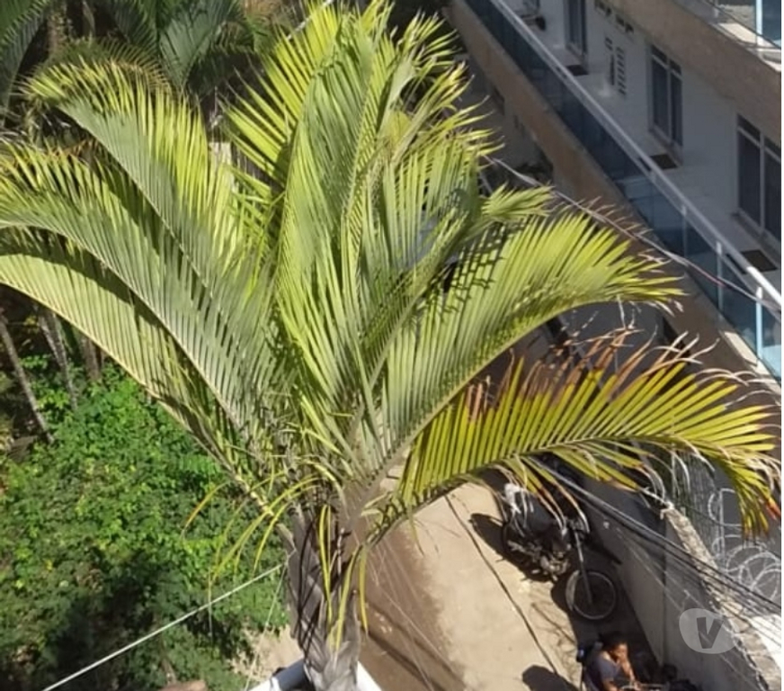 Apartamentos a venda Rio de Janeiro RJ Recreio - Fotos para 🏖 A 2 QUADRAS DA PRAIA por apenas R$85 MIL