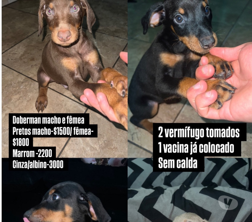 Animais Estimação à Venda Sao Paulo SP Brás - Fotos para Doberman filhotes