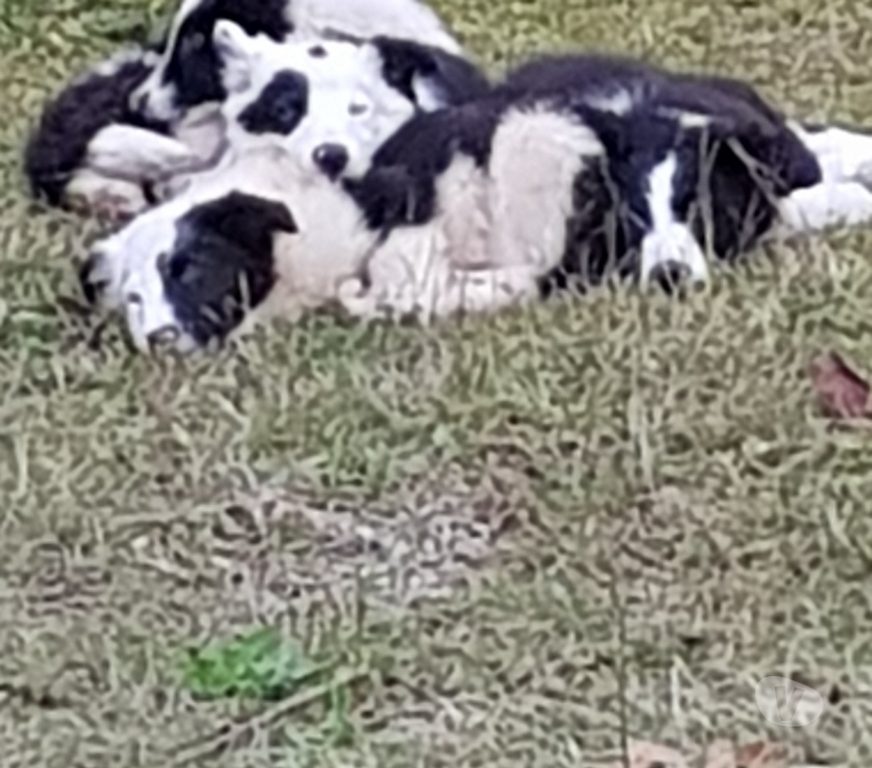 Animais Estimação à Venda Balsa Nova PR - Fotos para Vendo lindos filhos Border Collie