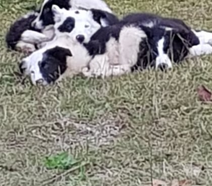 Animais estimação à venda - Fotos para Vendo lindos filhos Border Collie