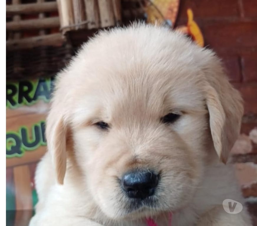 Animais Estimação à Venda Volta Redonda RJ - Fotos para Filhotes de Golden Retriever Com Pedigree