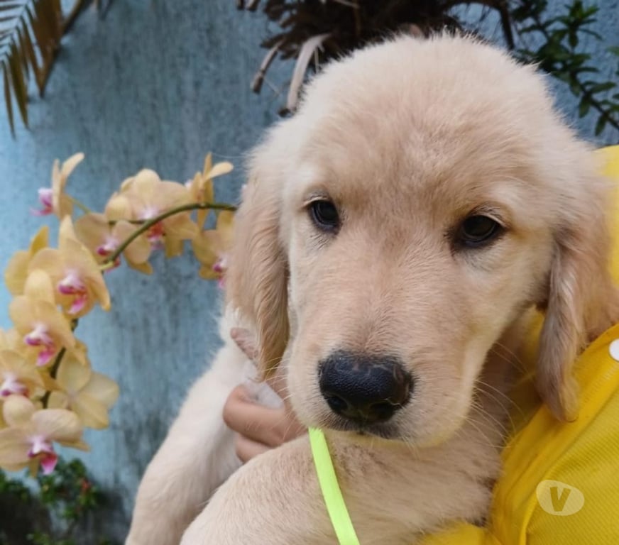 Animais Estimação à Venda Volta Redonda RJ - Fotos para Filhotes de Golden Retriever Com Pedigree