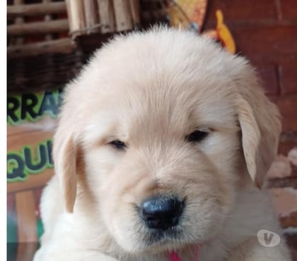 Animais estimação à venda - Fotos para Filhotes de Golden Retriever Com Pedigree