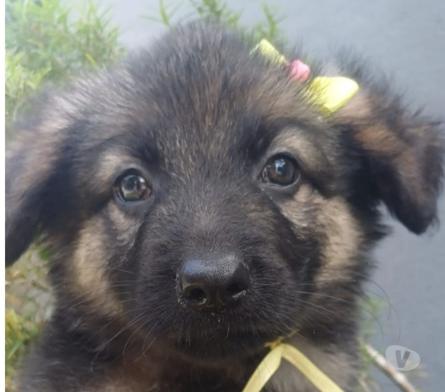Animais Estimação à Venda Resende RJ - Fotos para Lindos Pastor Alemão Filhotes Vacinados