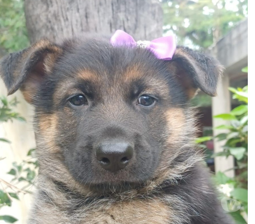 Animais Estimação à Venda Resende RJ - Fotos para Lindos Pastor Alemão Filhotes Vacinados