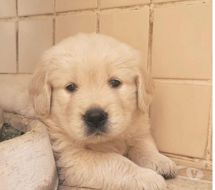 Animais Estimação à Venda Itatiaia RJ - Fotos para Golden Retriever Filhotes Lindos com Pedigree