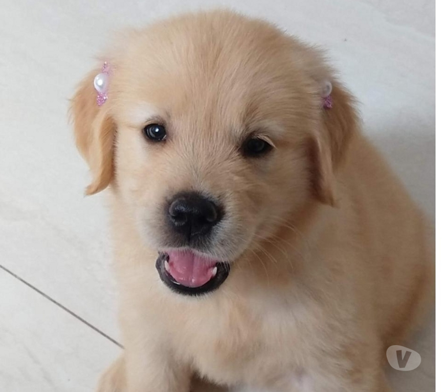 Animais Estimação à Venda Itatiaia RJ - Fotos para Golden Retriever Filhotes Lindos com Pedigree