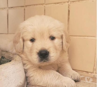 Animais estimação à venda - Fotos para Golden Retriever Filhotes Lindos com Pedigree