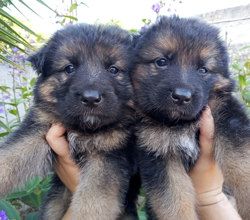 Animais Estimação à Venda Valenca RJ - Fotos para Pastor Alemão Filhotes Lindos com Vacina e Pedigree