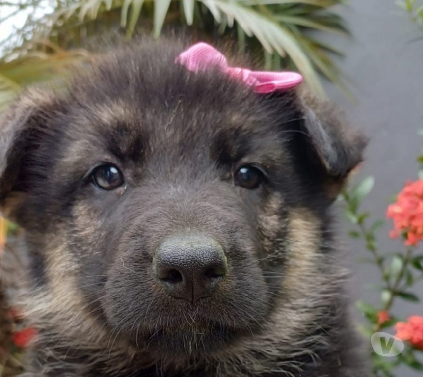 Animais Estimação à Venda Valenca RJ - Fotos para Pastor Alemão Filhotes Lindos com Vacina e Pedigree
