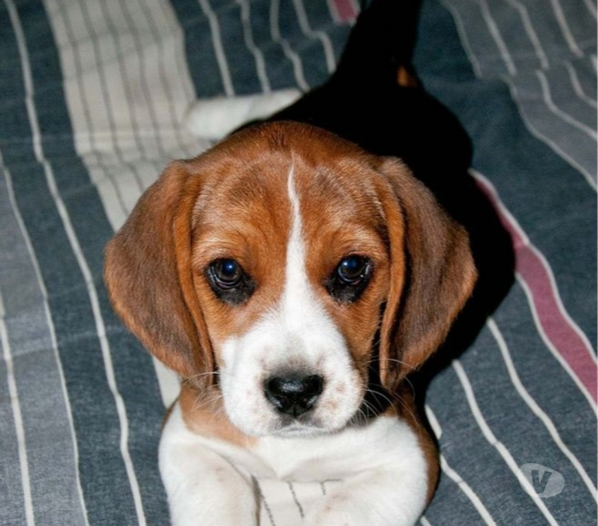 Animais Estimação à Venda Barra Mansa RJ - Fotos para Beagle Filhotes Lindos com Vacinados